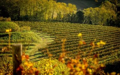 Asolo Montello, al via la 49.ma Mostra dei vini