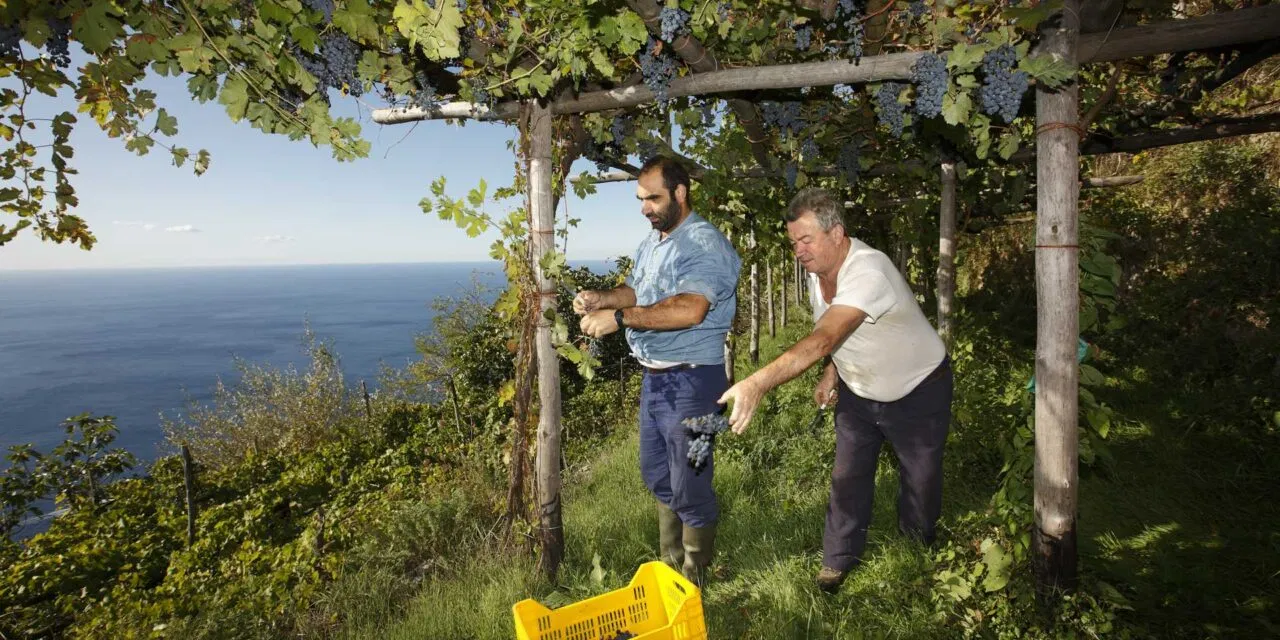 Vins Extrêmes 2025, la viticoltura eroica torna protagonista al Forte di Bard