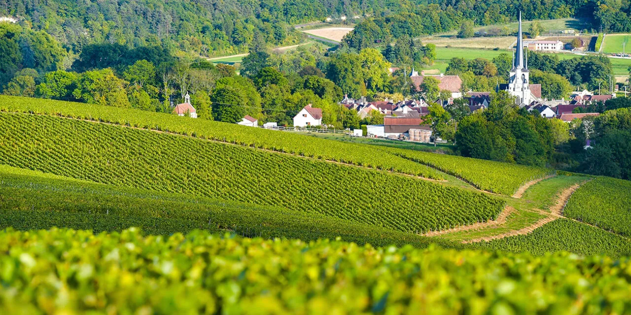 Perché la Borgogna è l’unica regione francese che resiste alla crisi del vino con il +5,6% sul 2024.