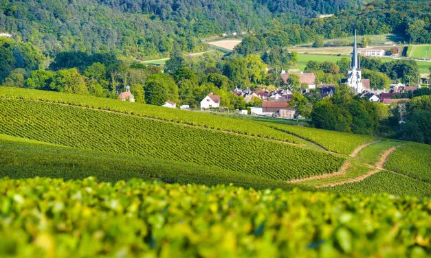 Perché la Borgogna è l’unica regione francese che resiste alla crisi del vino con il +5,6% sul 2024.