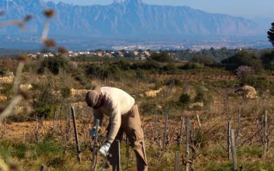 Recaredo, l’annata 2025 riporta il sereno nel Corpinnat dopo quattro anni di siccità