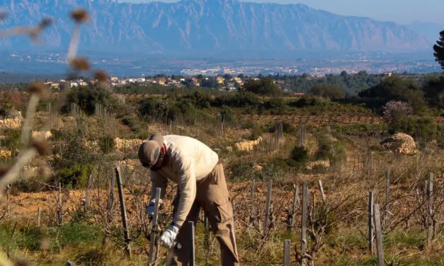 Recaredo, l’annata 2025 riporta il sereno nel Corpinnat dopo quattro anni di siccità