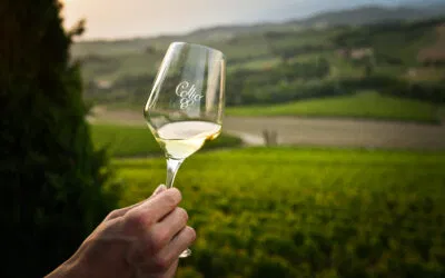 Collio: si riparte dal friulano. La nostra degustazione