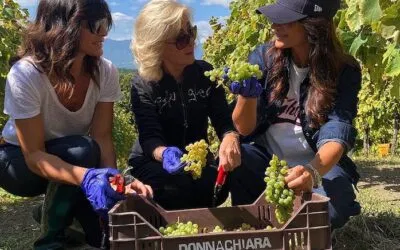 Consorzio “Italia del vino” in crescita: entra l’Irpinia con Donnachiara