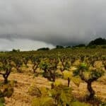 Cava International day: il metodo classico catalano tenta la “reconquista” dei mercati